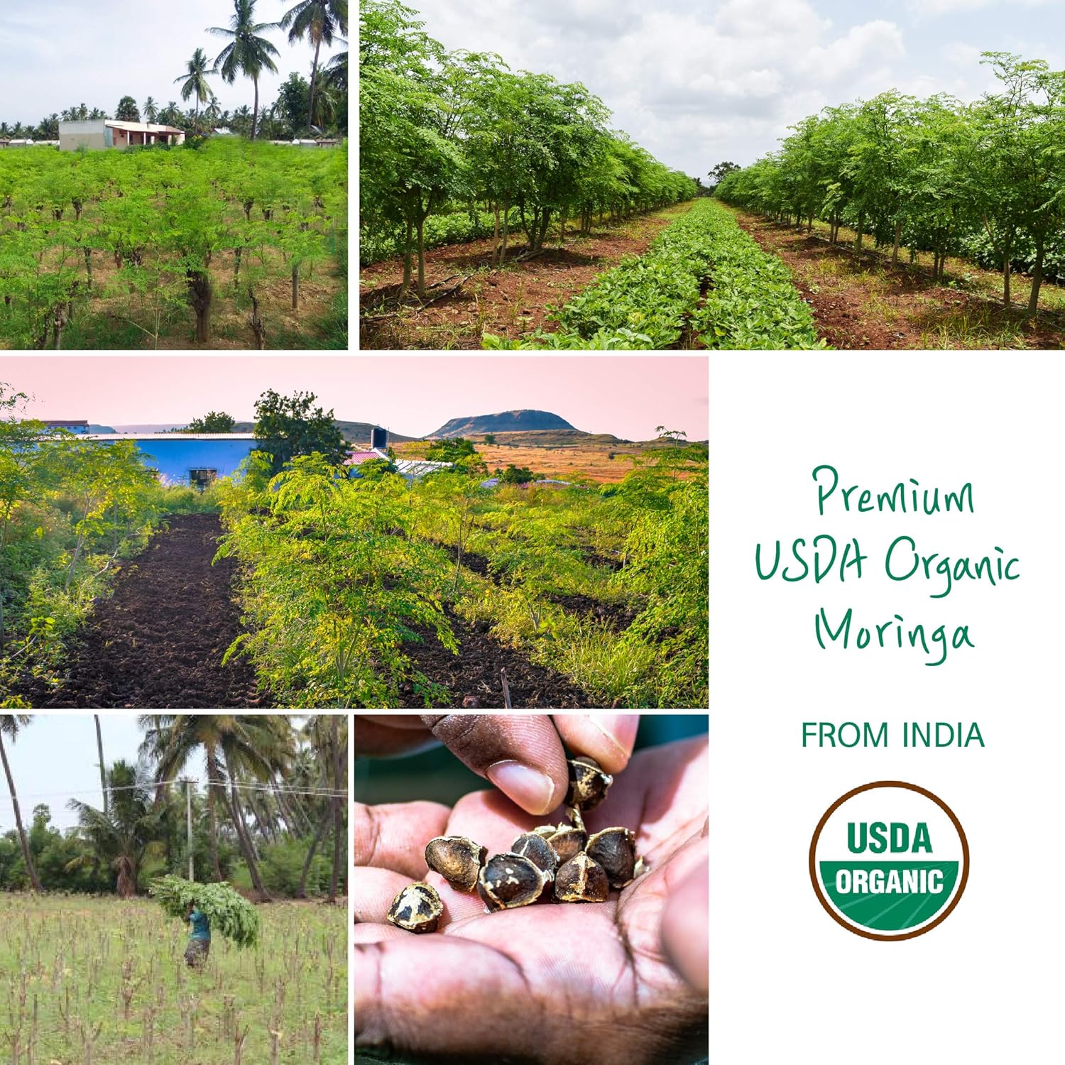 USDA Organic Moringa Oil for Face, Body, Hair - Image 6