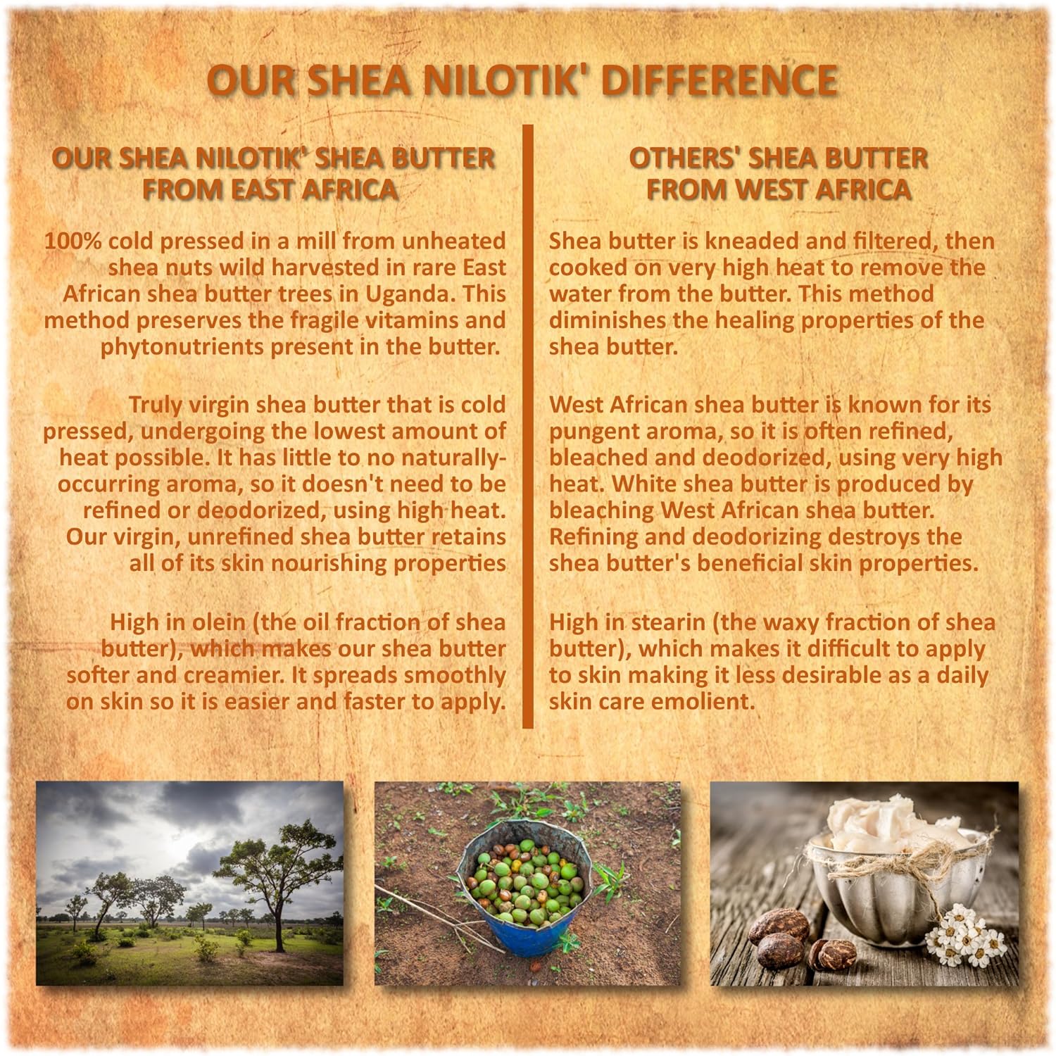 Shea Terra Organics 100% Organic Cold-Pressed Virgin Shea Butter – Natural Anti-Aging Daily Skin, Nails & Hair Cream - Image 5