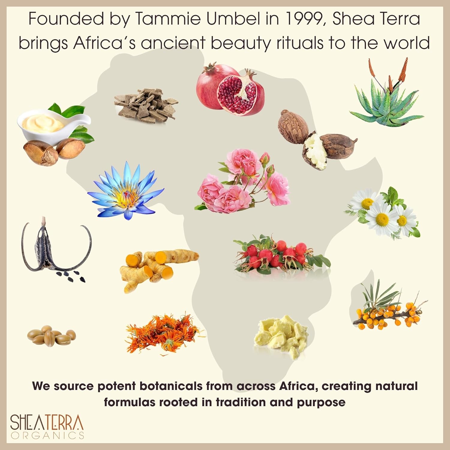 Shea Terra Egyptian Black Seed Oil - Image 3