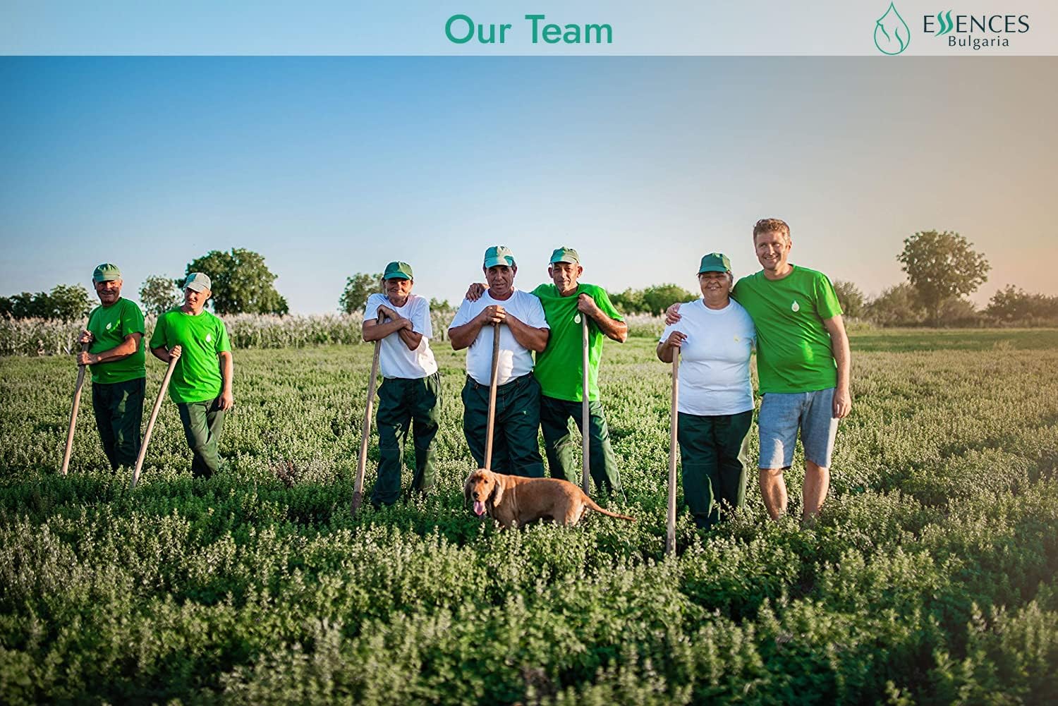 Organic Tarragon Essential Oil 100% Pure & Natural Aromatherapy - Image 10