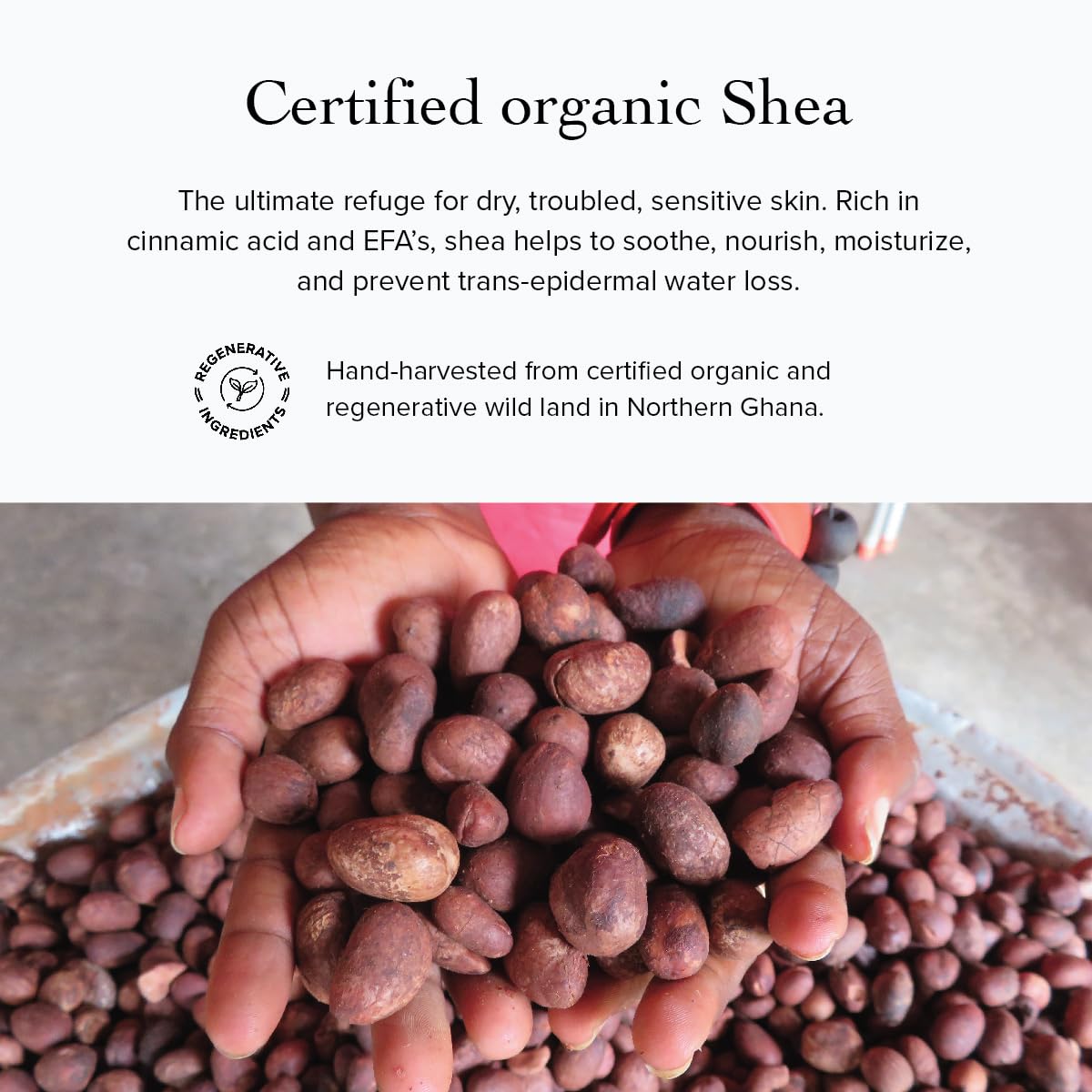 Evanhealy Wild Carrot Immortelle Eye Balm - Image 5