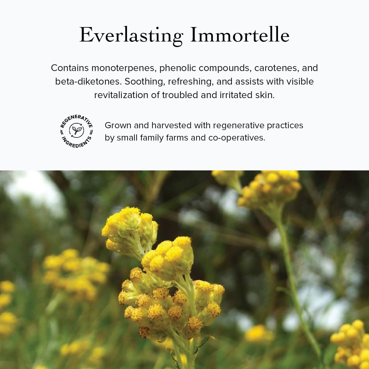 Evanhealy Wild Carrot Immortelle Eye Balm - Image 6