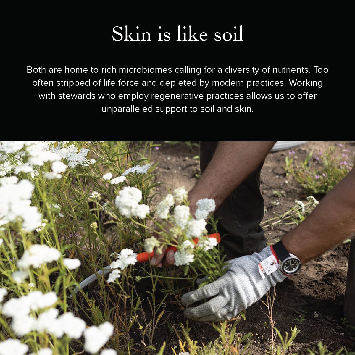 Evanhealy Wild Carrot Immortelle Eye Balm - Image 8