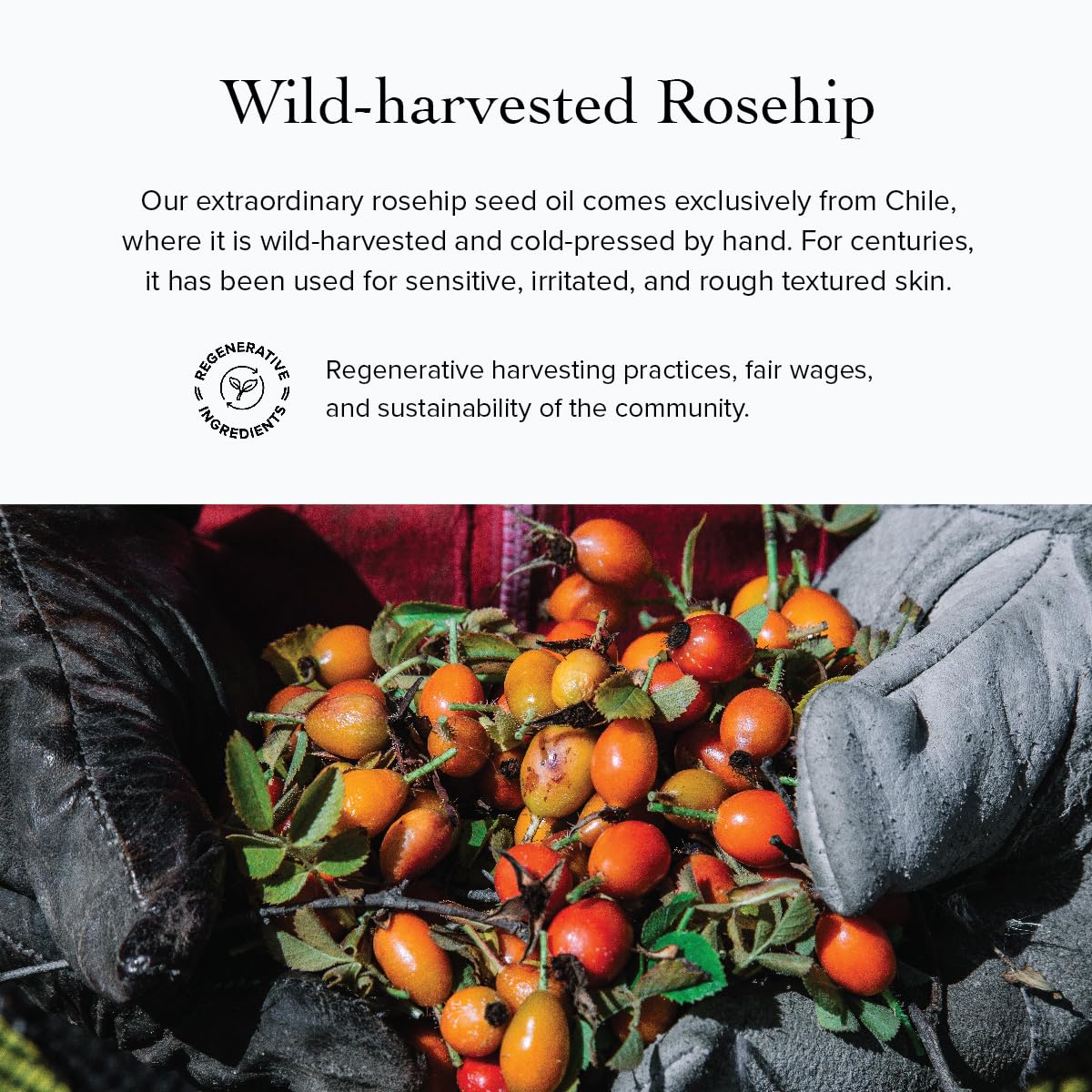 Evanhealy Rosehip Calming Serum - Image 7