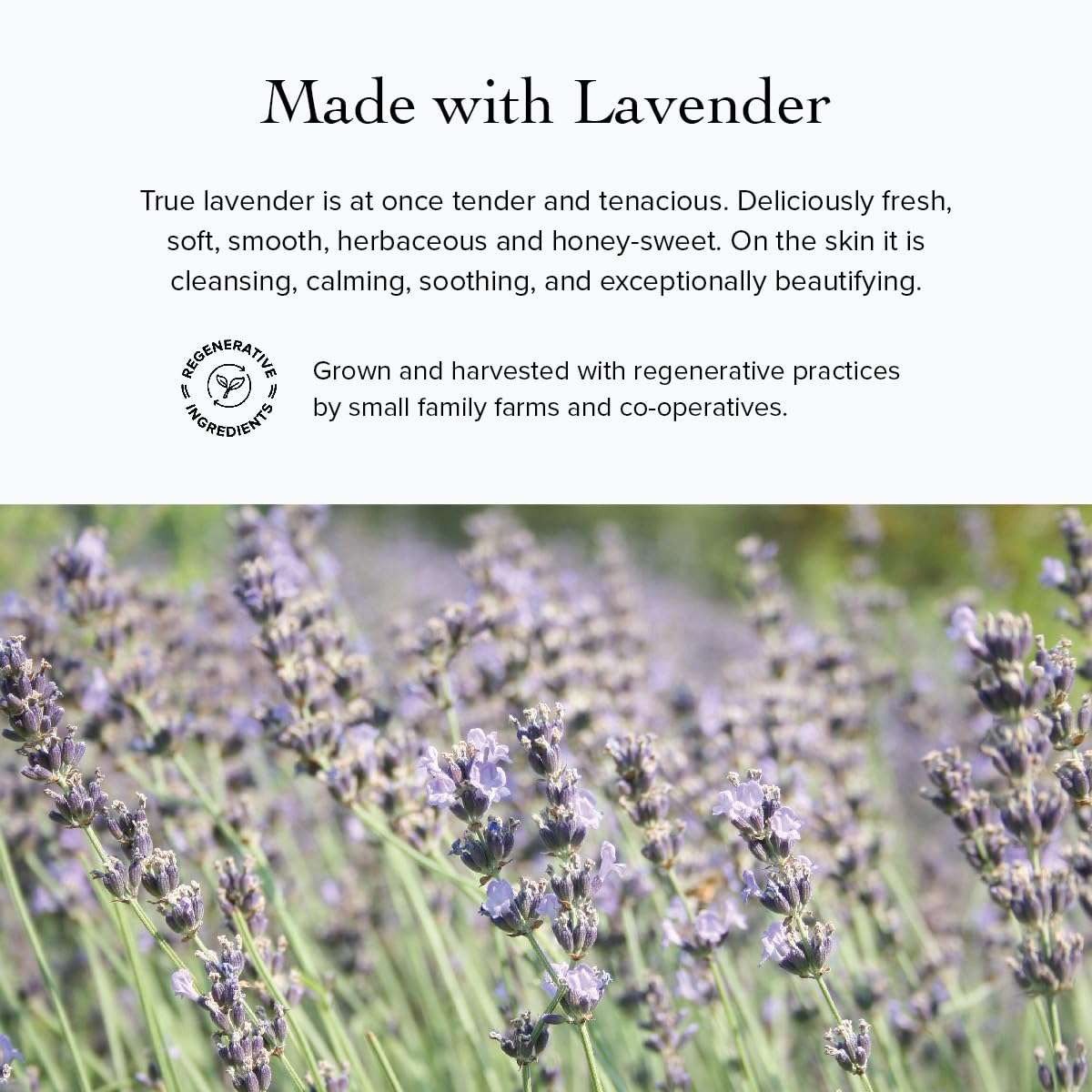 Evanhealy Rosehip Calming Serum - Image 8