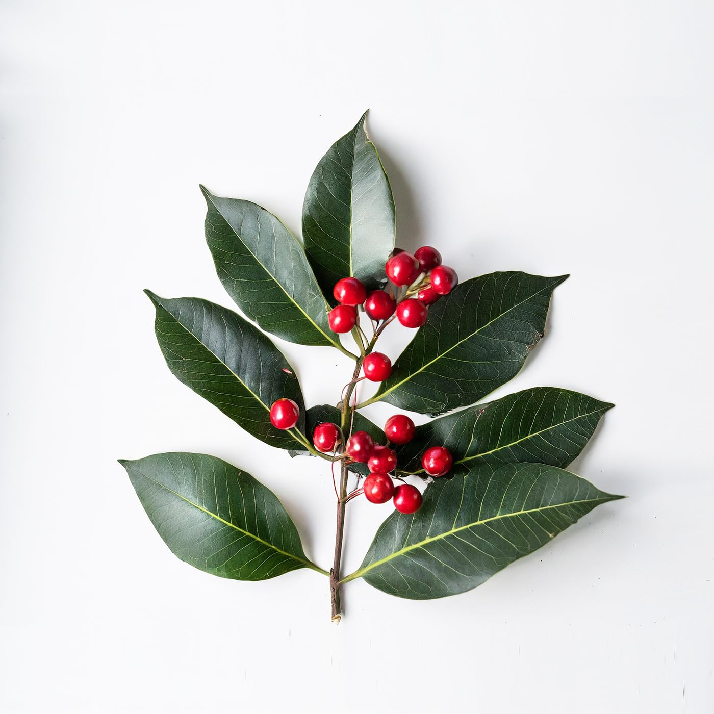 Essential Oxygen Certified Organic Brushing Rinse Mouthwash - Image 5